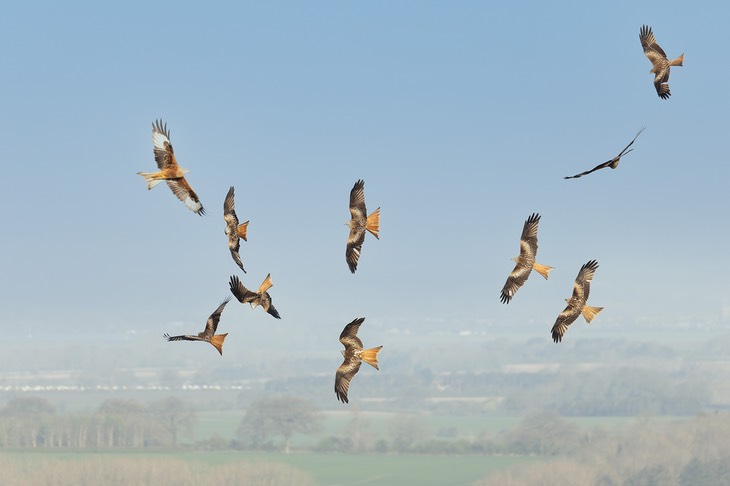 red kite