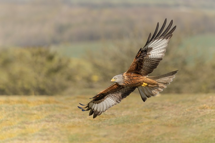 red kite