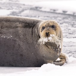 bearded seal