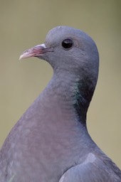 stock dove