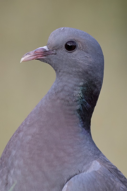 stock dove