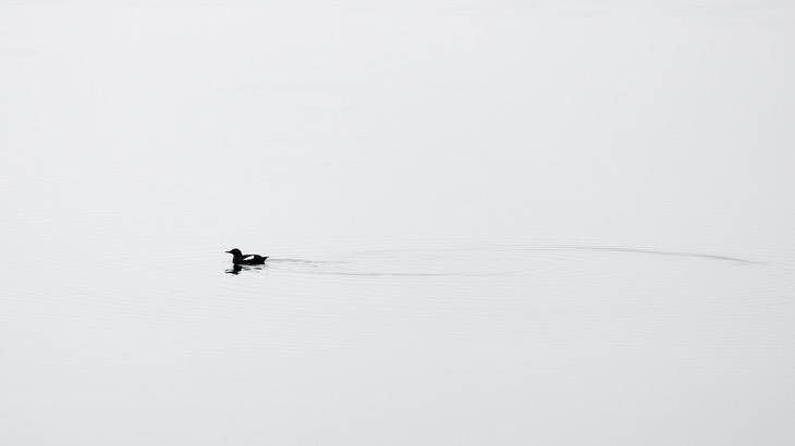 black guillemot