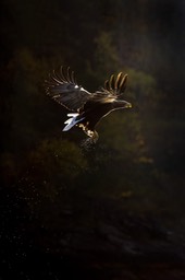 white tailed eagle