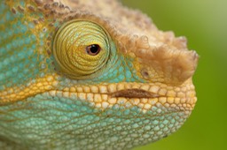 parson's chameleon