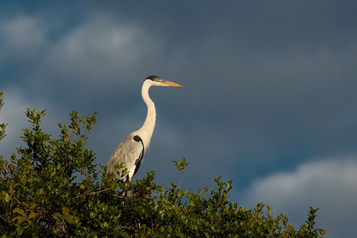 cocoi heron