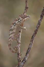 spiny backed chameleon