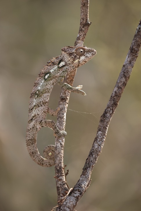 spiny backed chameleon