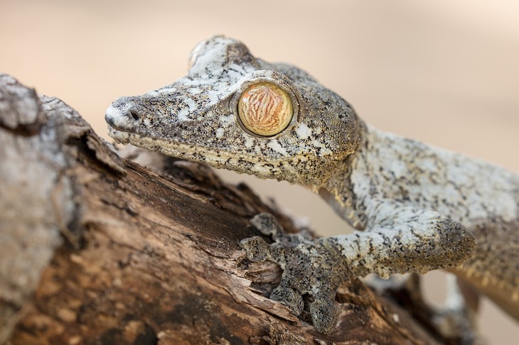 giant leaf tailed gecko