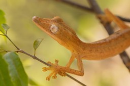 lined leaf tailed gecko