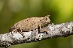 brown leaf chameleon