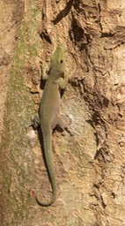 green day gecko