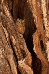 western scops owl