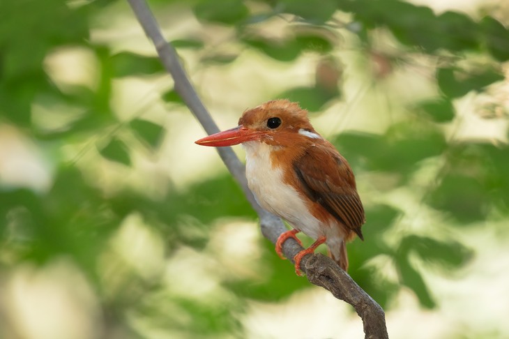 madagascar pygmy kingfisher
