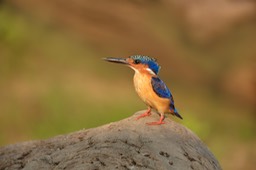 malagasy kingfisher
