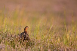 red grouse