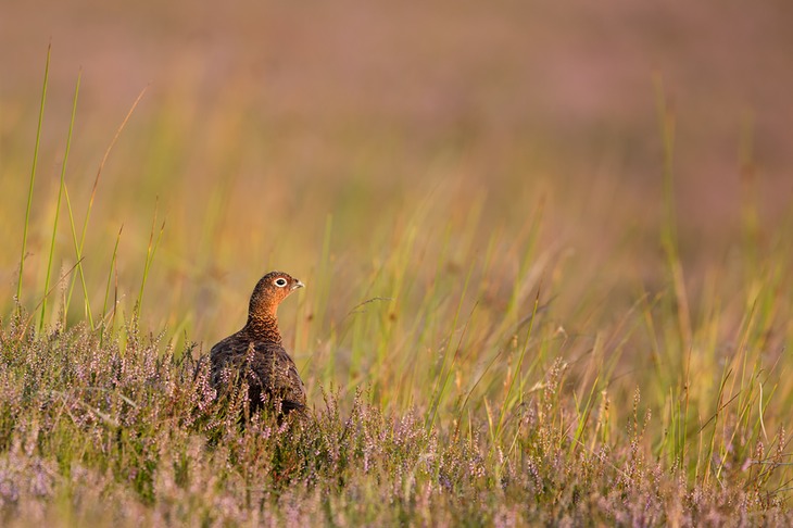 red grouse