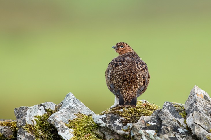 red grouse