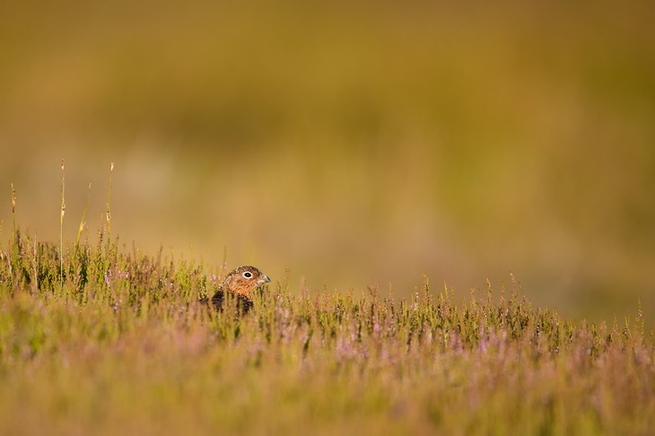 red grouse