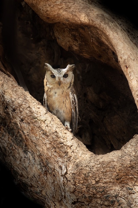 indian scops owl