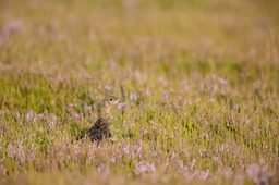 red grouse