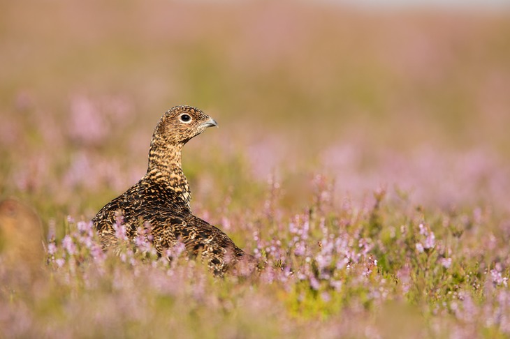 red grouse