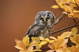 tengmalm's owl