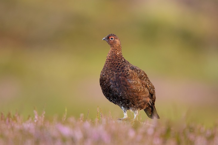 red grouse