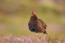 red grouse