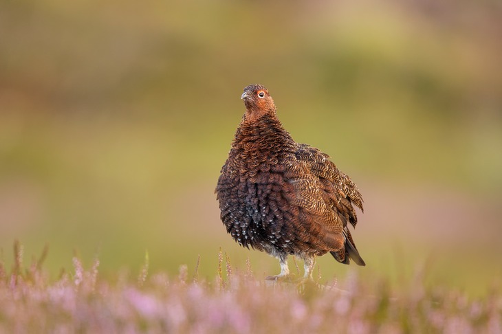 red grouse