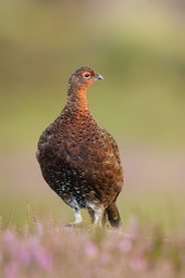 red grouse