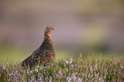 red grouse