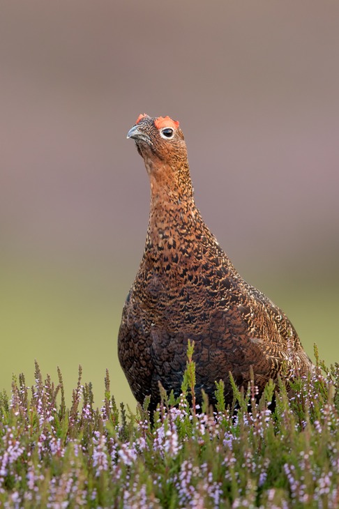 red grouse