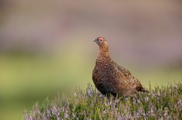 red grouse