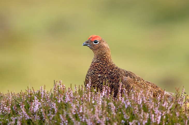 red grouse