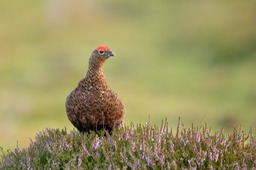 red grouse