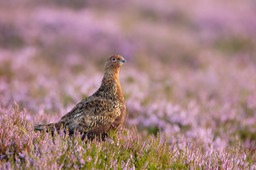 red grouse