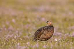 red grouse