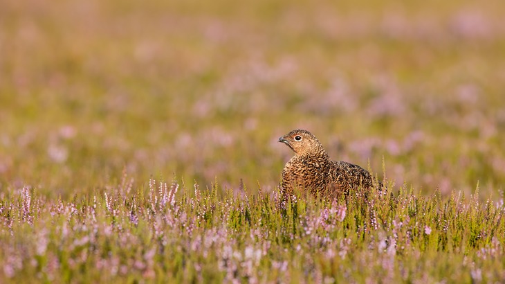 red grouse