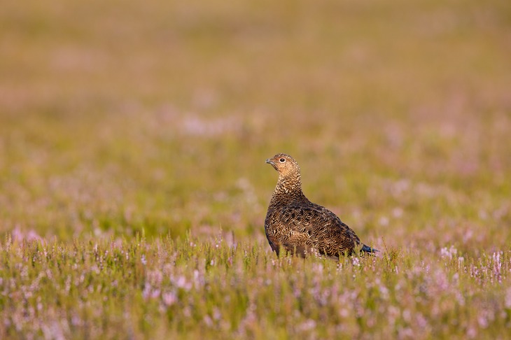 red grouse