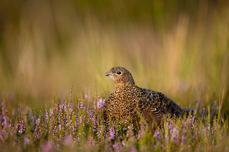 red grouse