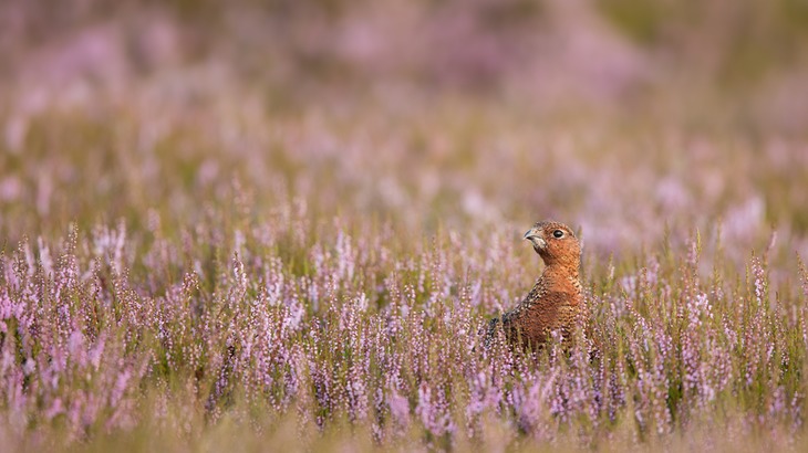 red grouse