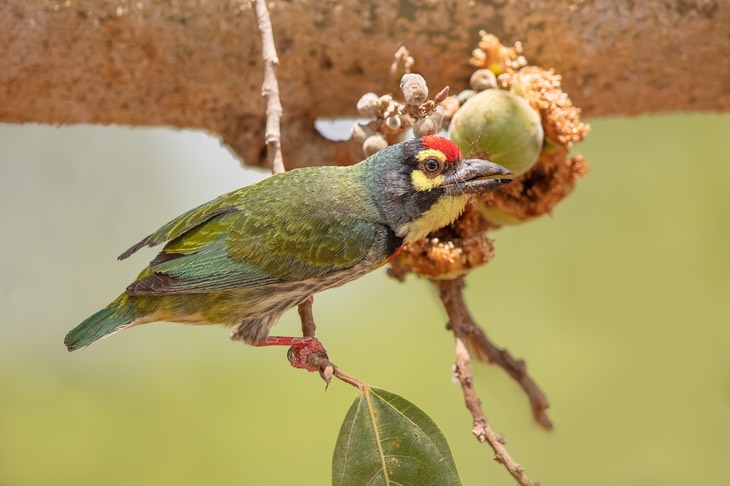 coppersmith barbet