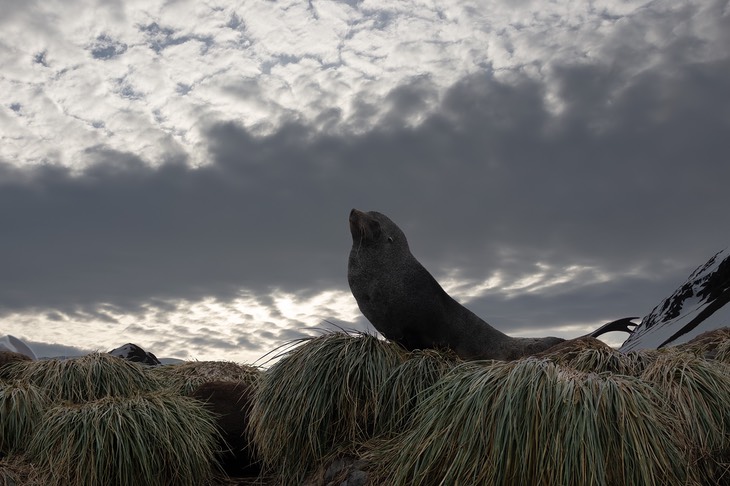 southern fur seal