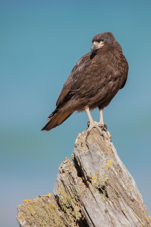 striated caracara