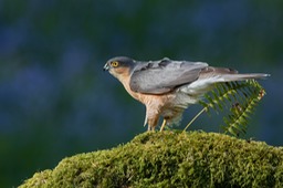 sparrowhawk