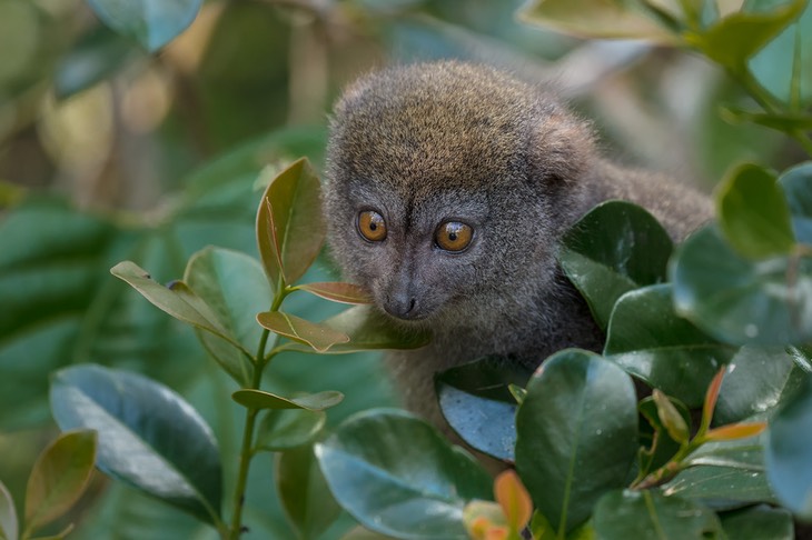grey bamboo lemur
