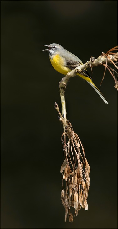 grey wagtail