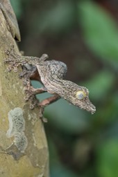 common leaf tailed gecko