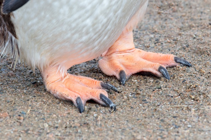 gentoo penguin