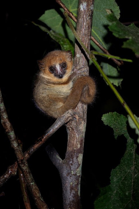 goodman's mouse lemur